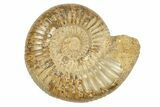 Polished Jurassic Ammonite (Perisphinctes) - Madagascar #248736-1